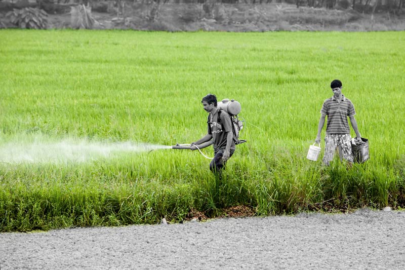 Pesticide being applied in paddy fields in Kuttanad wetlands for enhancing productivity - Alappuzha district, Kerala